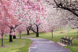 Branch Brook Park Cherry Blossoms